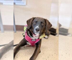 Cheyenne - Female Border Collie-Unknown Mix Dog for Adoption - Photo #14