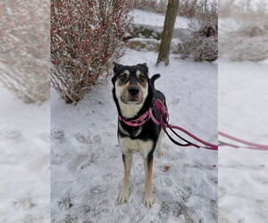 Gerberian Shepsky Dogs for adoption in Vaughan, Ontario, Canada