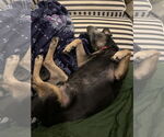 Small Photo #10 Mutt Puppy For Sale in Philadelphia, PA, USA