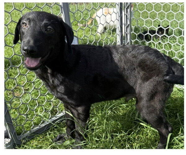 Medium Photo #1 Border Collie-Unknown Mix Puppy For Sale in Virginia Beach, VA, USA