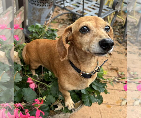 Medium Photo #4 Dachshund Puppy For Sale in Sioux Falls, SD, USA