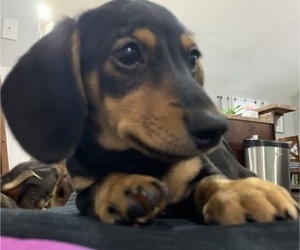 Dachshund Puppy for Sale in GUYTON, Georgia USA