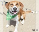 Small #9 Labrador Retriever Mix