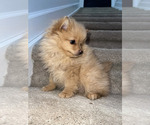 Small Photo #3 Pomeranian Puppy For Sale in WEST BLOOMFIELD, MI, USA