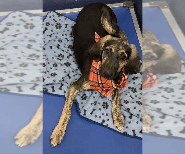 Medium Photo #3 Mutt Puppy For Sale in Sterling, MA, USA