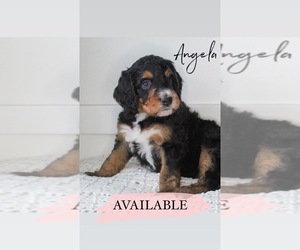 Bernedoodle Puppy for sale in SANDY, UT, USA