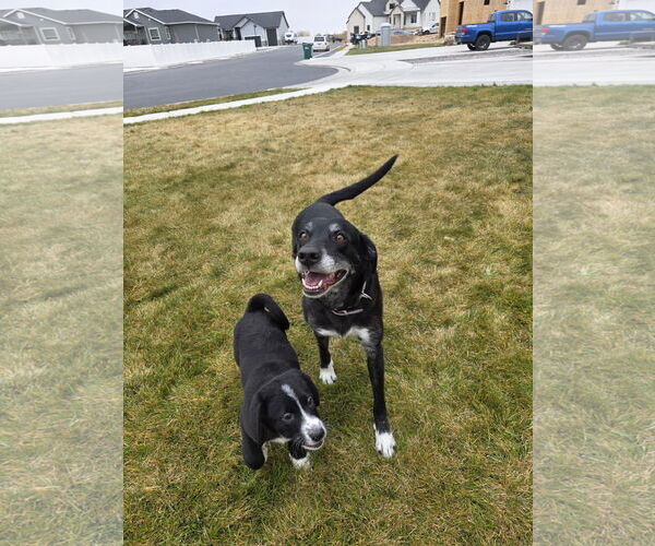 Medium Photo #3 Border-Aussie Puppy For Sale in MIDWAY, UT, USA