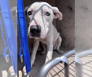 Catahoula Leopard Dog-Unknown Mix Dogs for adoption in Oklahoma City, OK, USA