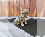 Small Photo #13 French Bulldog Puppy For Sale in OCEANSIDE, CA, USA