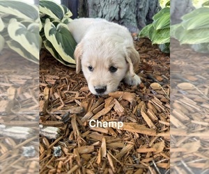 Medium Golden Retriever