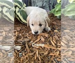Puppy Champ Golden Retriever