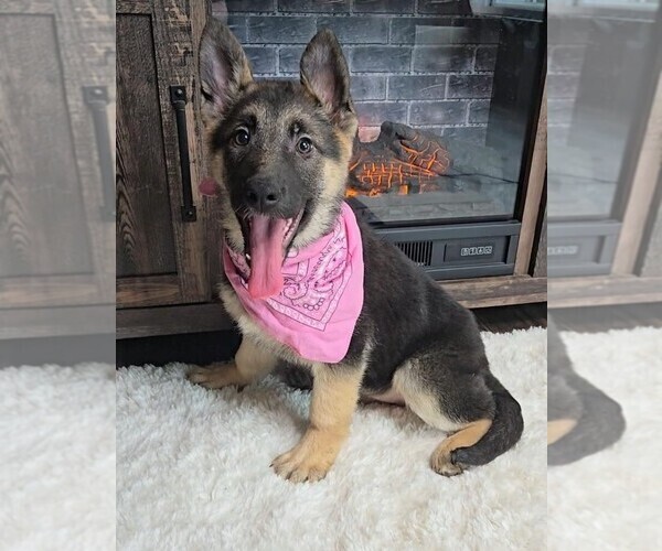 Medium Photo #1 German Shepherd Dog Puppy For Sale in JASONVILLE, IN, USA