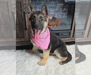 German Shepherd Dog Puppy for sale in JASONVILLE, IN, USA