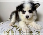 Small #4 Pomsky