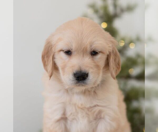 Medium Photo #3 Golden Retriever Puppy For Sale in NEWPORT, PA, USA