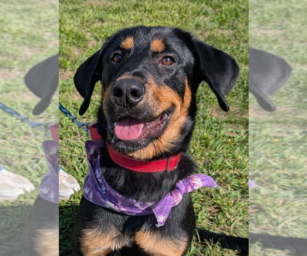 Medium Photo #2 Rottweiler Puppy For Sale in Hillsboro, NH, USA