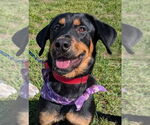 Small #1 Rottweiler