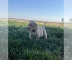 Puppy Flounder Labrador Retriever
