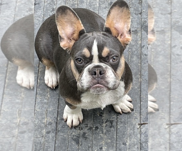 Medium Photo #1 French Bulldog Puppy For Sale in LANCASTER, KY, USA