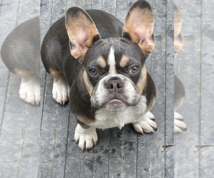 French Bulldog Puppy for sale in LANCASTER, KY, USA