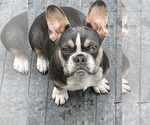 Small French Bulldog