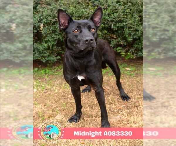 Medium Photo #1 Labrador Retriever-Unknown Mix Puppy For Sale in Mobile, AL, USA