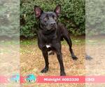 MIDNIGHT - Female Labrador Retriever-Unknown Mix Dog for Adoption - Small photo
