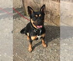 Small #3 Bulldog-German Shepherd Dog Mix