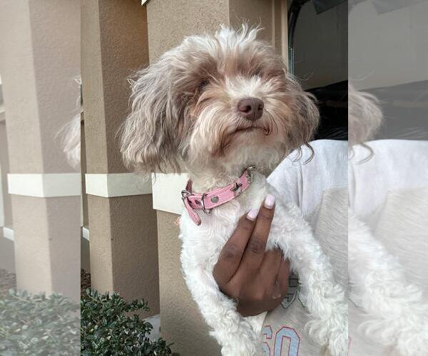 Medium Photo #5 Maltese-Unknown Mix Puppy For Sale in Rootstown, OH, USA