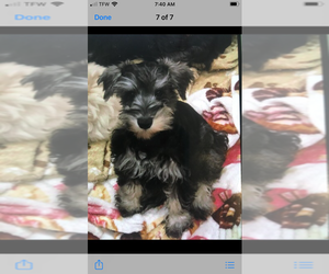 Schnauzer (Miniature) Puppy for sale in SARASOTA, FL, USA