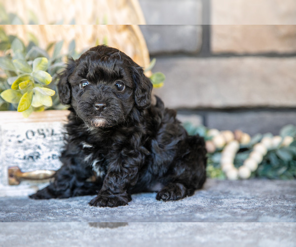 Medium Photo #7 Poovanese Puppy For Sale in SUGARCREEK, OH, USA