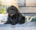 Puppy Cassie Poovanese