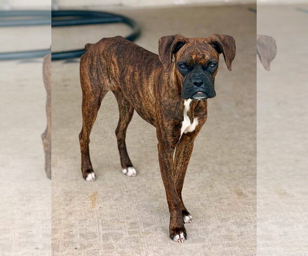 Medium Photo #1 Boxer Puppy For Sale in Dumont, NJ, USA