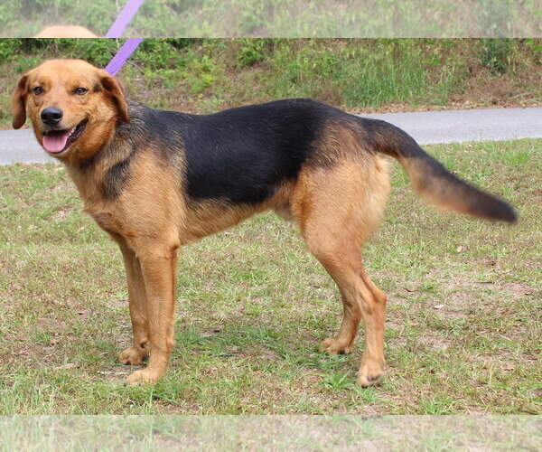 Medium Photo #3 Mutt Puppy For Sale in Prattville, AL, USA