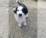 Small Photo #1 English Shepherd Puppy For Sale in NEW CASTLE, IN, USA