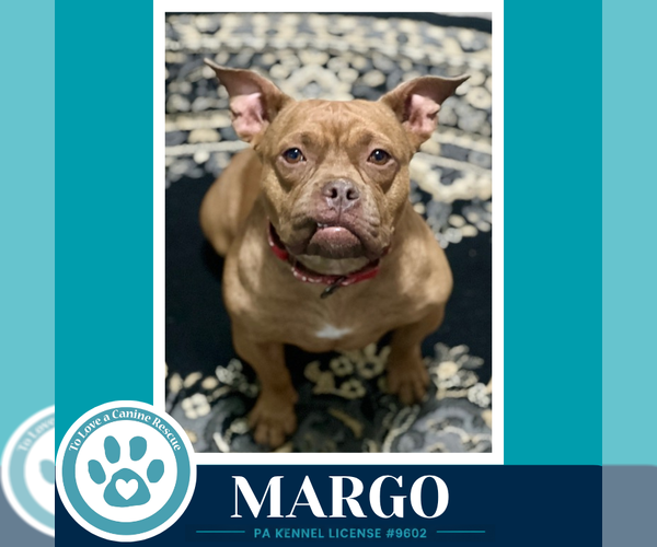 Medium Photo #8 Bulldog-Unknown Mix Puppy For Sale in Kimberton, PA, USA