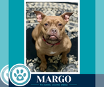 Small #7 Bulldog Mix