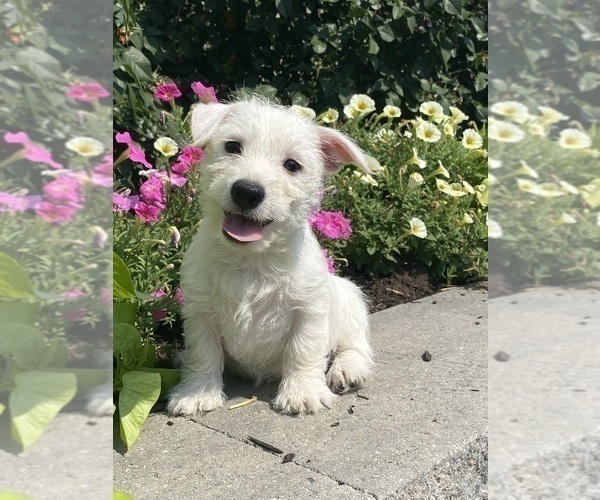 Medium Photo #1 West Highland White Terrier Puppy For Sale in CANOGA, NY, USA