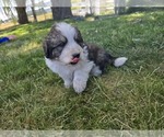 Small Photo #3 Great Bernese Puppy For Sale in ELGIN, OR, USA