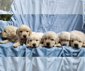 English Cream Golden Retriever Puppy for sale in COEUR D ALENE, ID, USA