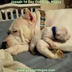 Small Photo #42 Dogo Argentino Puppy For Sale in PINEVILLE, MO, USA
