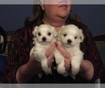 Small Photo #68 Maltese Puppy For Sale in BRKN ARW, OK, USA