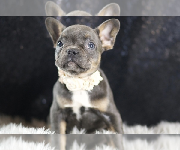 Medium Photo #75 French Bulldog Puppy For Sale in WARSAW, IN, USA