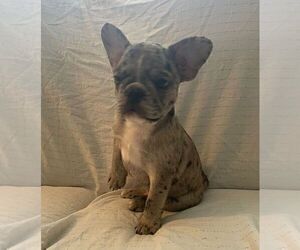 French Bulldog Puppy for sale in JOHNS ISLAND, SC, USA