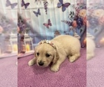 Small #4 English Cream Golden Retriever