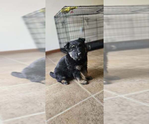 Medium Photo #1 German Shepherd Dog Puppy For Sale in JERSEYVILLE, IL, USA