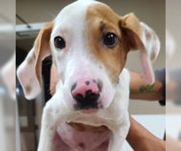 Medium Photo #7 Pointer-Unknown Mix Puppy For Sale in Oskaloosa, IA, USA