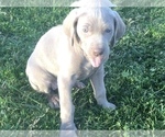 Small Photo #4 Weimaraner Puppy For Sale in WILLOWS, CA, USA