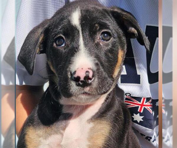 Medium Photo #1 Doberman Pinscher-Unknown Mix Puppy For Sale in San Antonio, TX, USA