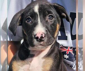 Doberman Pinscher-Unknown Mix Dogs for adoption in San Antonio, TX, USA